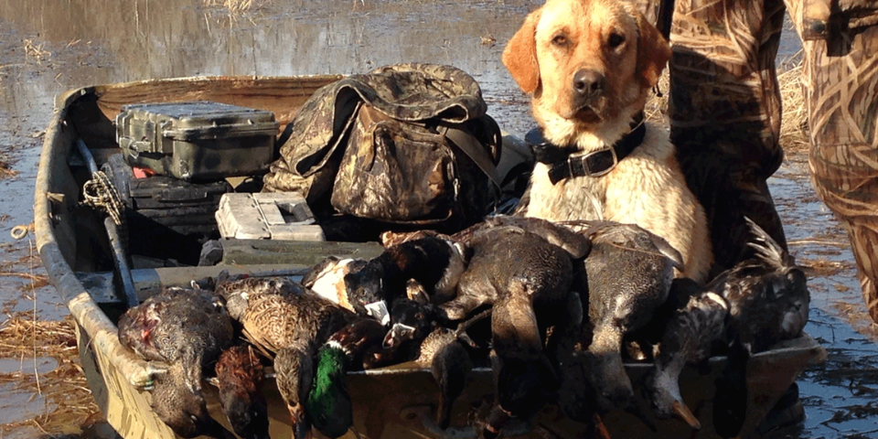 Duck Hunting Tips For Pre-Season