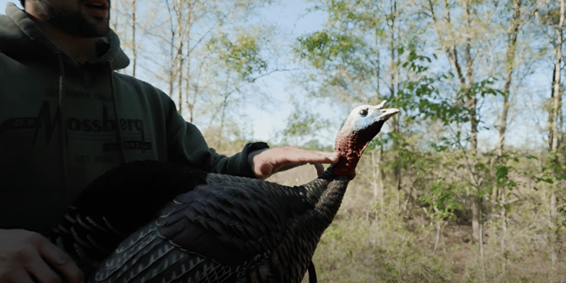 Where to aim on turkeys with shotgun