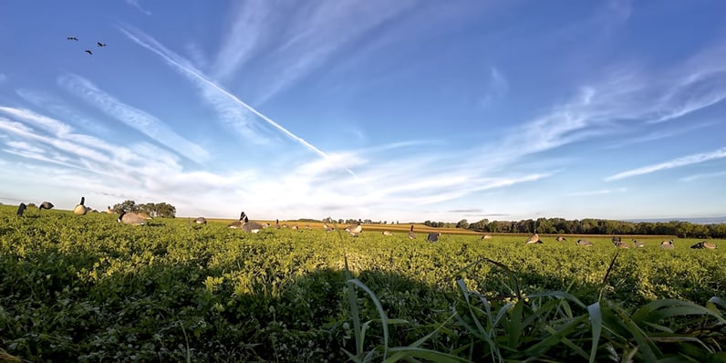  Early Season Goose Hunting Setup for Canada Geese