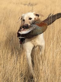 Upland Hunting Tips: Taking Cues from Your Dog | Mossberg