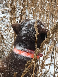 Upland Hunting Tips: Taking Cues from Your Dog | Mossberg