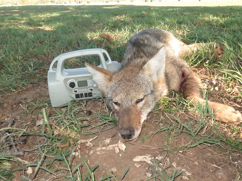 Coyote Calling for Fall Hunting
