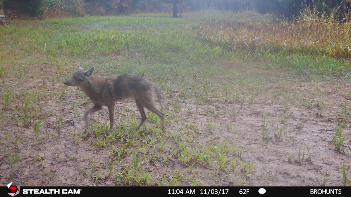 Predator Hunting: Using Trail Cameras for Taking Predator Inventory