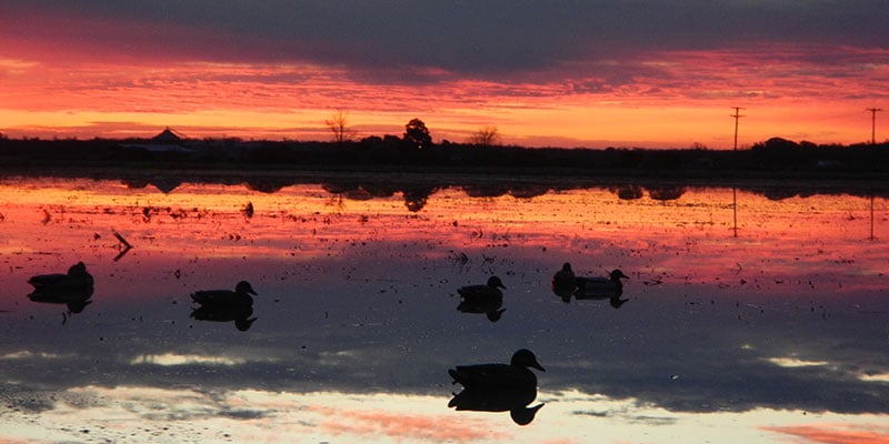duck-hunting-tips-for-pre-season-location