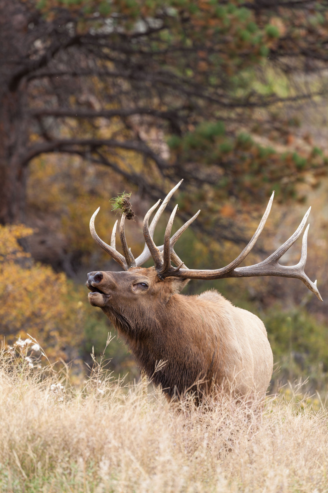 Elk