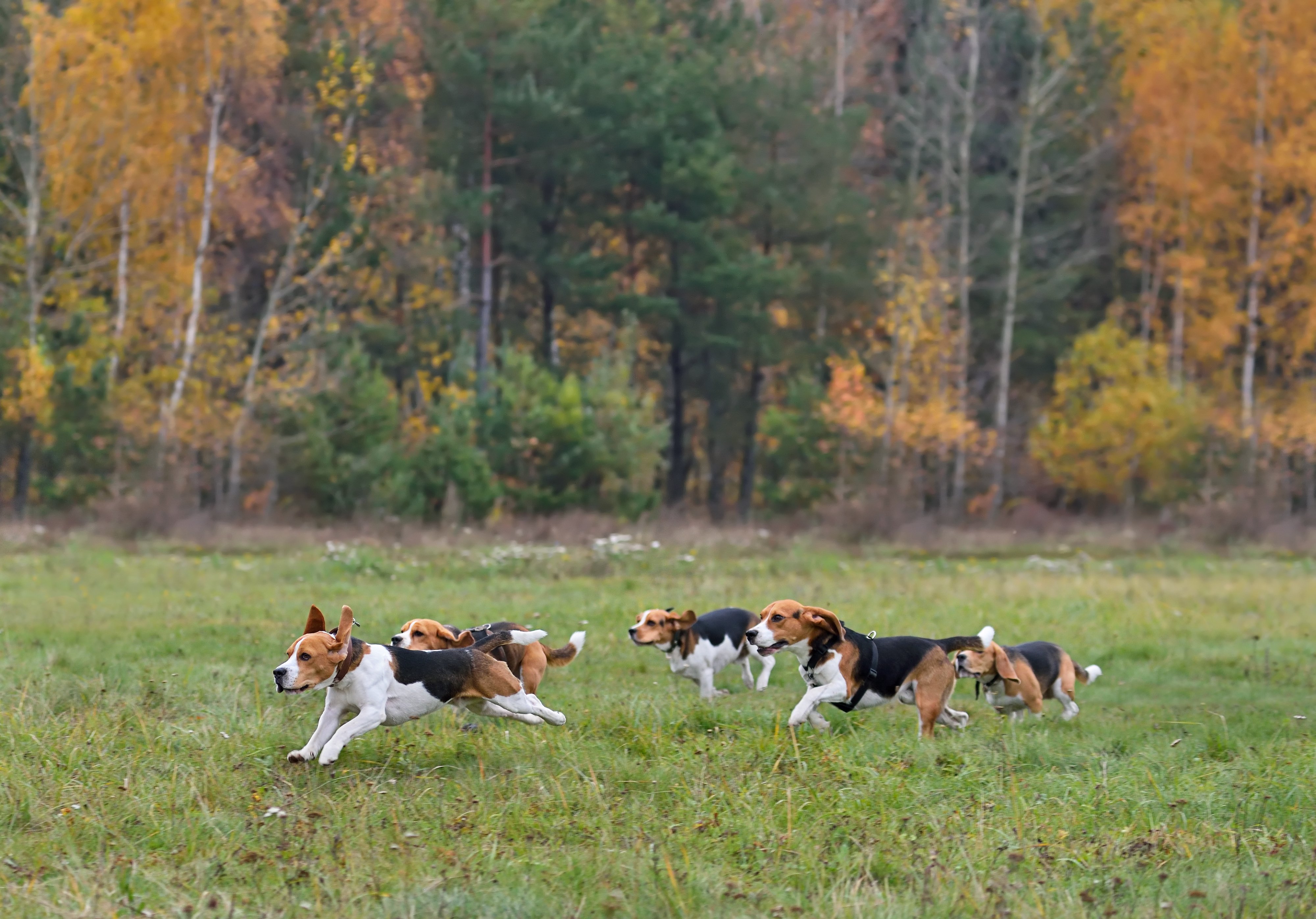 From Pup to Companion: How to Train A Hunting Dog