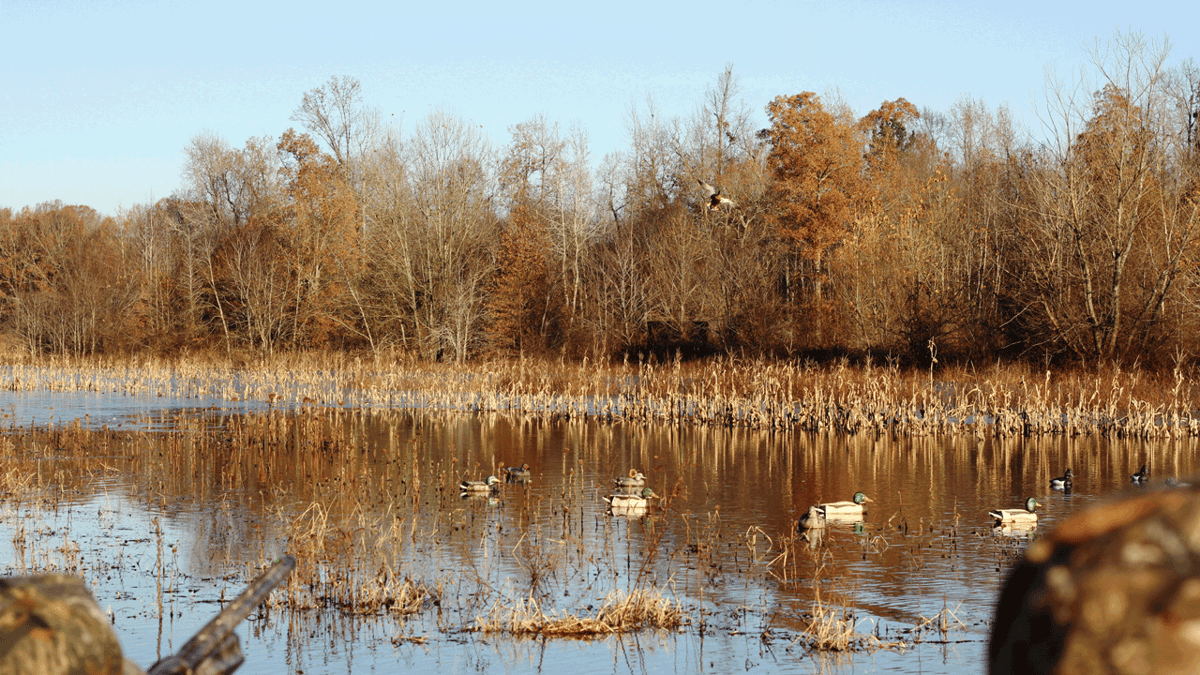 Pre Season Prep for Waterfowlers | Mossberg