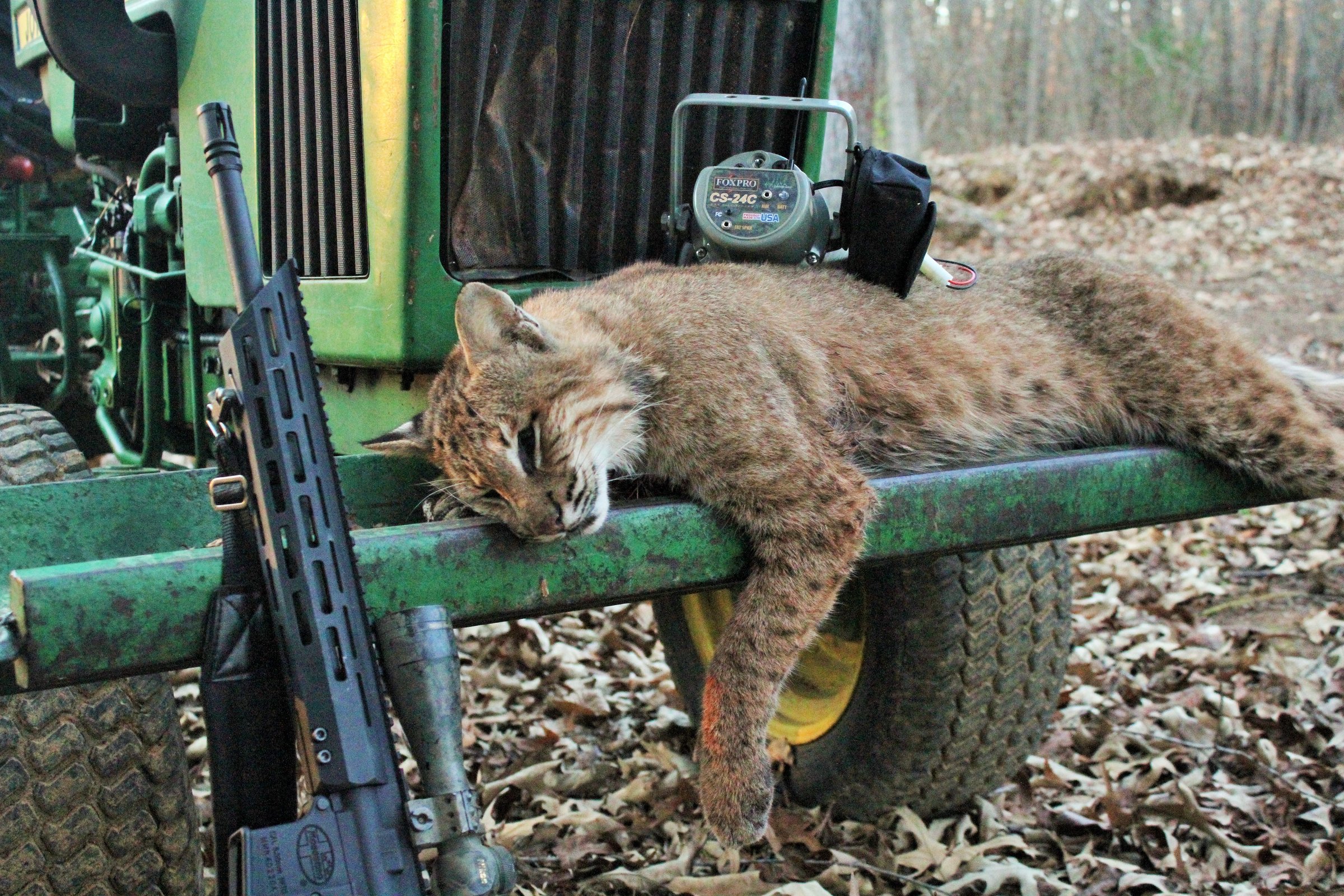 Sound Of Bobcat Scream 79 - wjc4d5m