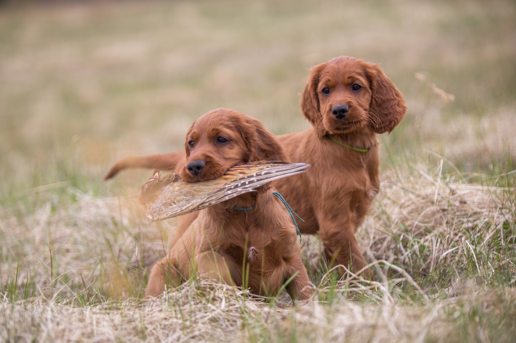 From Pup to Companion: How to Train A Hunting Dog