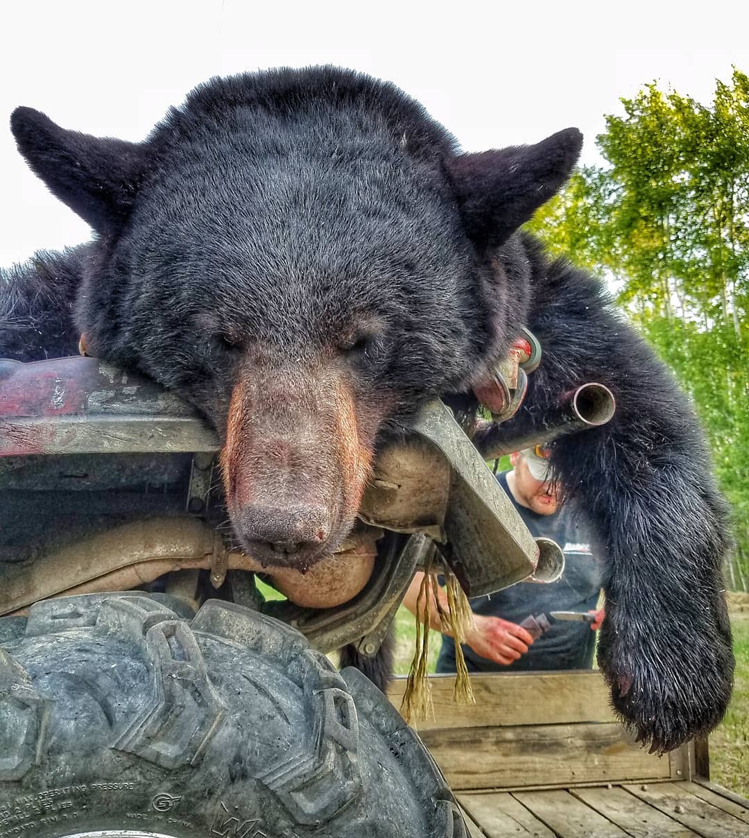 8 Great Cartridges for Bear Hunting