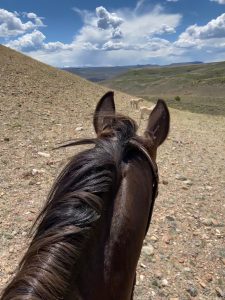 View from riding a horse