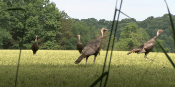 When Turkeys Get Smart