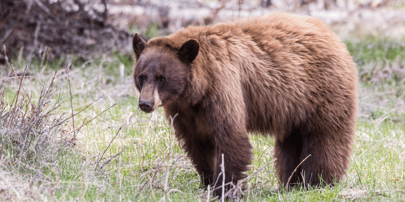 Solo Bear Hunt Success
