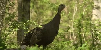 Real Turkey Hen Calling Up Close