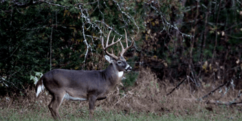 How to Age Bucks Fast