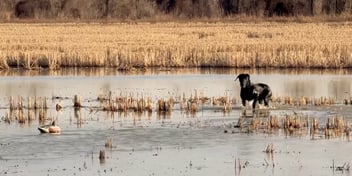 Hunting Dog Fail Most Duck Hunters Make