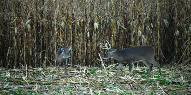 3 Keys to October Deer Hunting