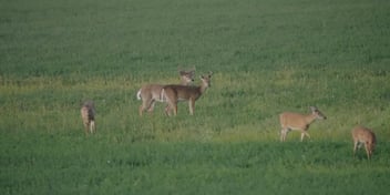 Best Food Sources to Target Mature Bucks