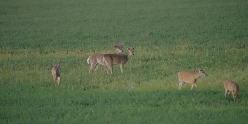 Best Food Sources to Target Mature Bucks