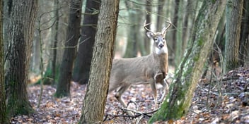 Northeast Whitetail Hunting with Mossberg Patriot Rifle
