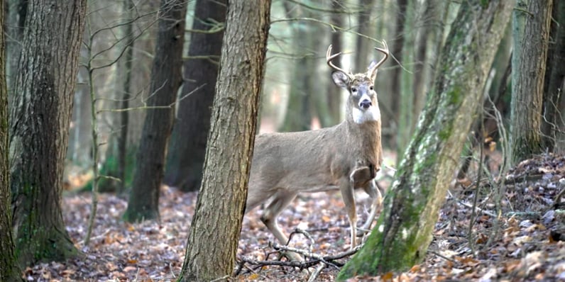 Northeast Whitetail Hunting with Mossberg Patriot Rifle