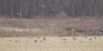 3 Duck Behavior Changes That Win Late Season