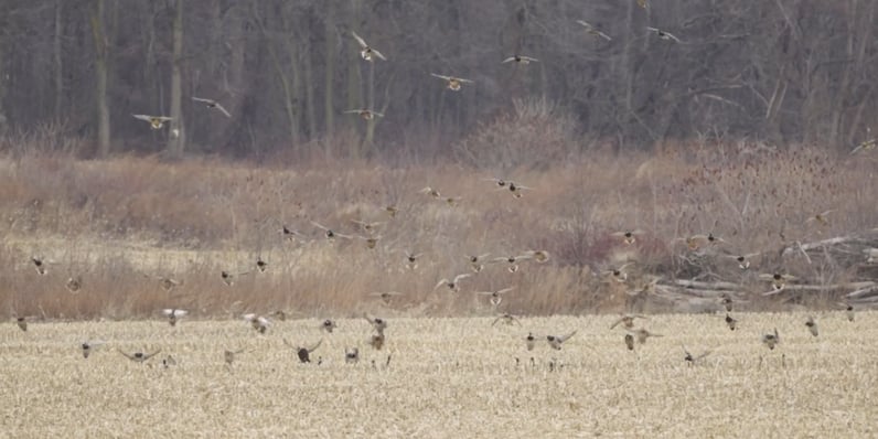 3 Duck Behavior Changes That Win Late Season
