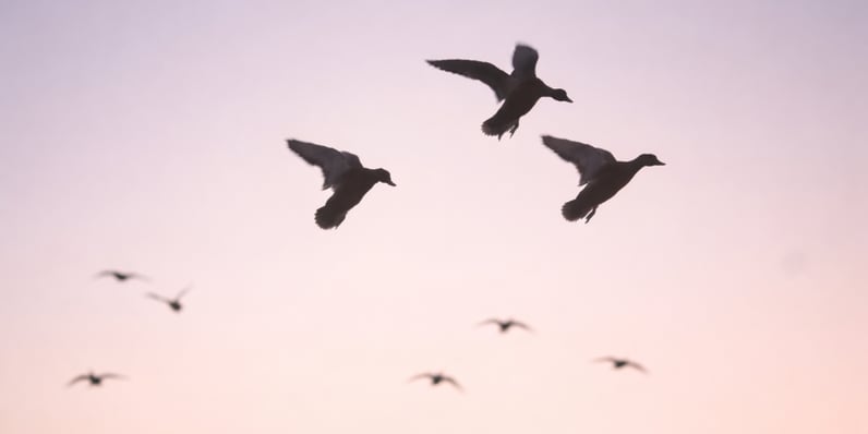 Stop Doing This When Ducks Are Working