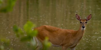 Why Deer with EHD Seek Water