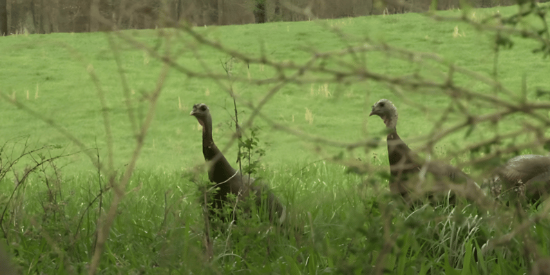 Mastering Inflection of the Turkey Call