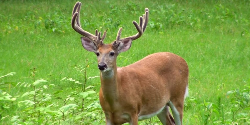 Stop wasting money. DIY Deer Attractant