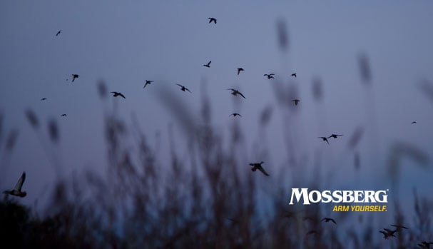 mossberg-wallpaper-waterfowl-CTA.jpg