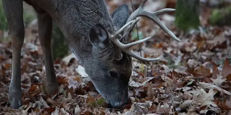 deer grazing