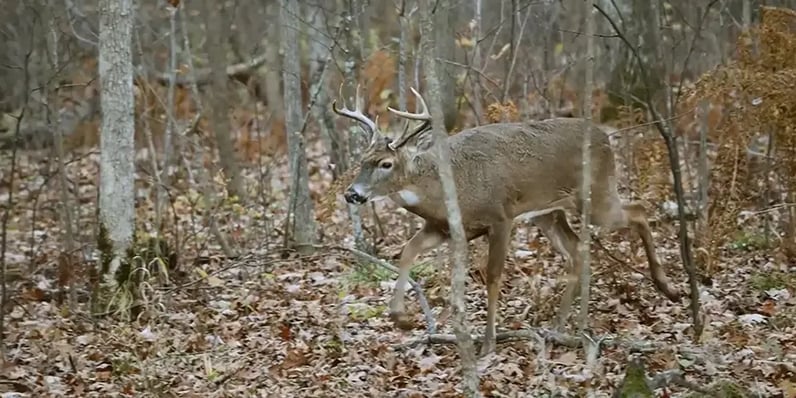 There's more deer around than you see