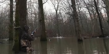 hunting duck in flooded timber