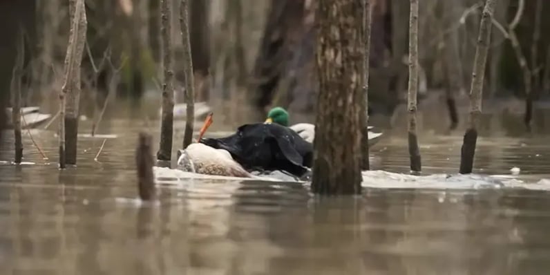 retrieving a duck in flooded timber