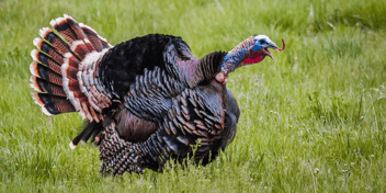 turkey-gobbling