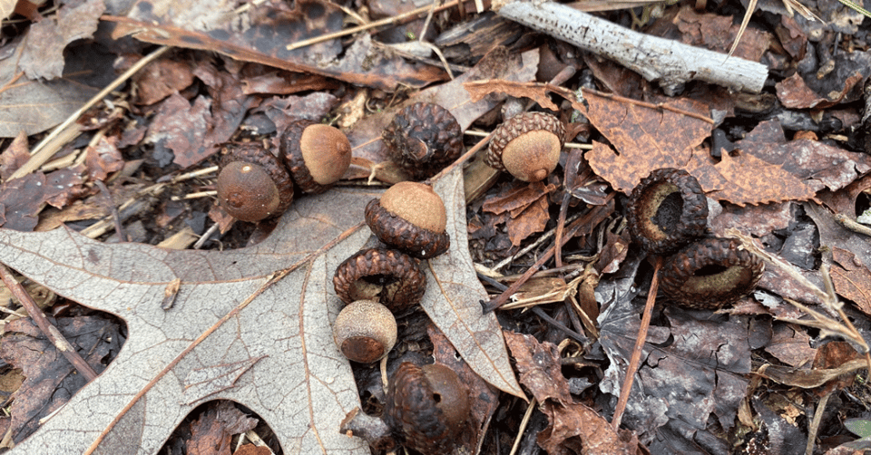 moss-acorns
