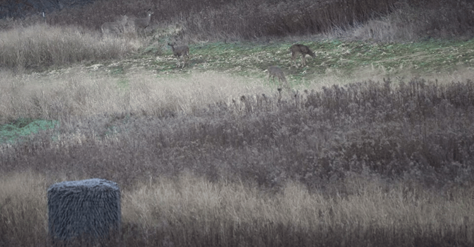 moss-deer in blind