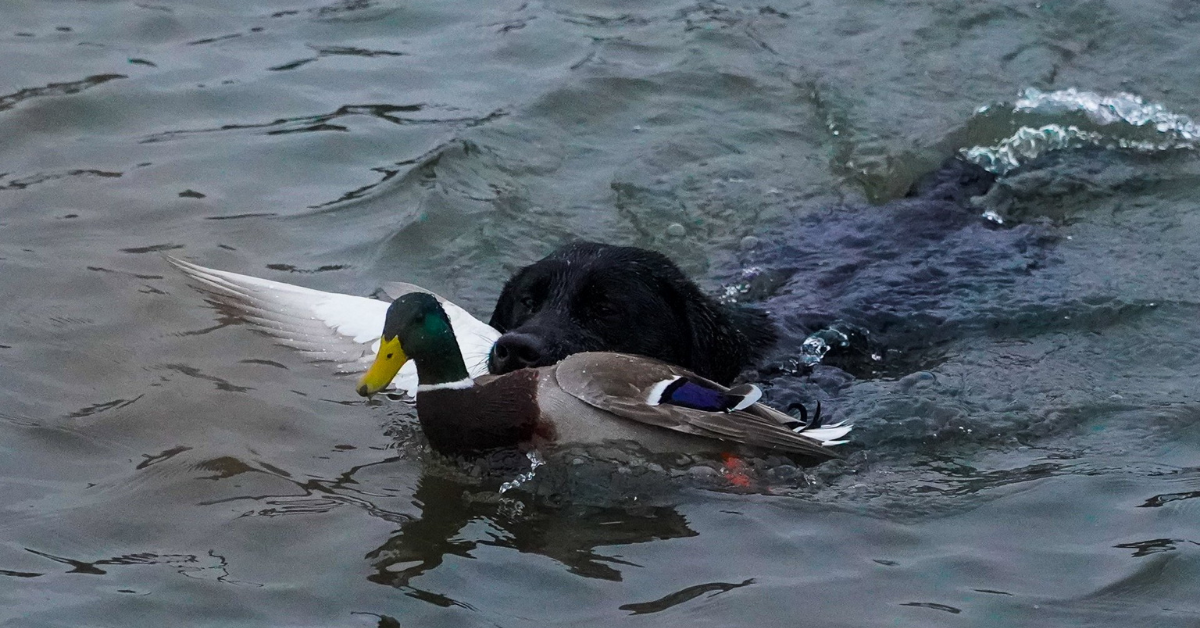 moss-ducks on lake