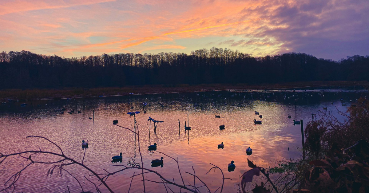 moss-reelfoot lake sunrise