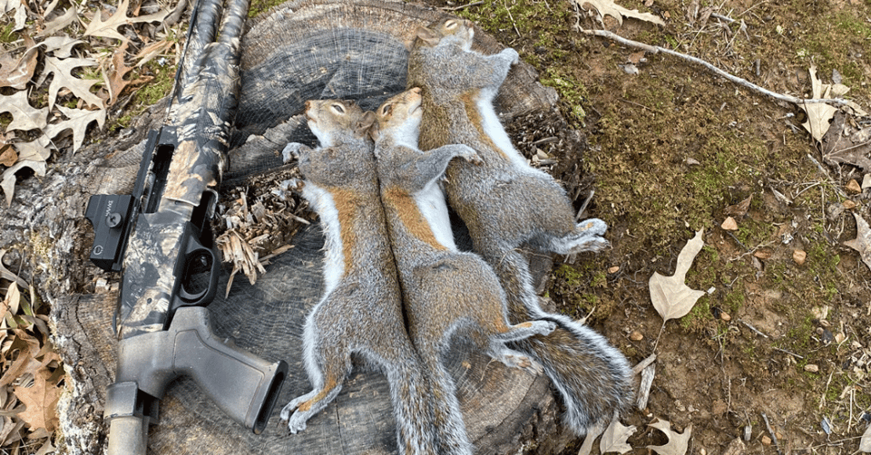 moss-squirrels