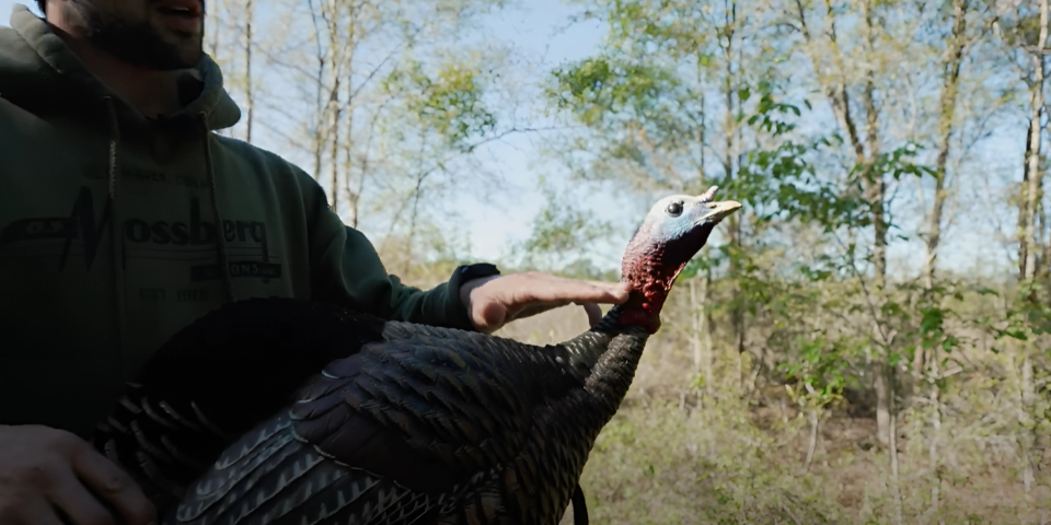 Where to Aim on Turkeys with a Shotgun