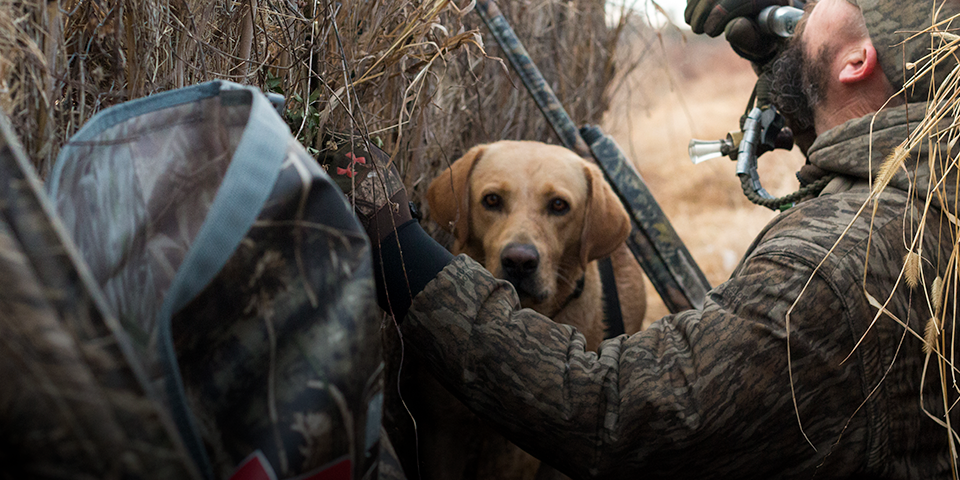 A Complete Guide to Your Next Hunting Retriever