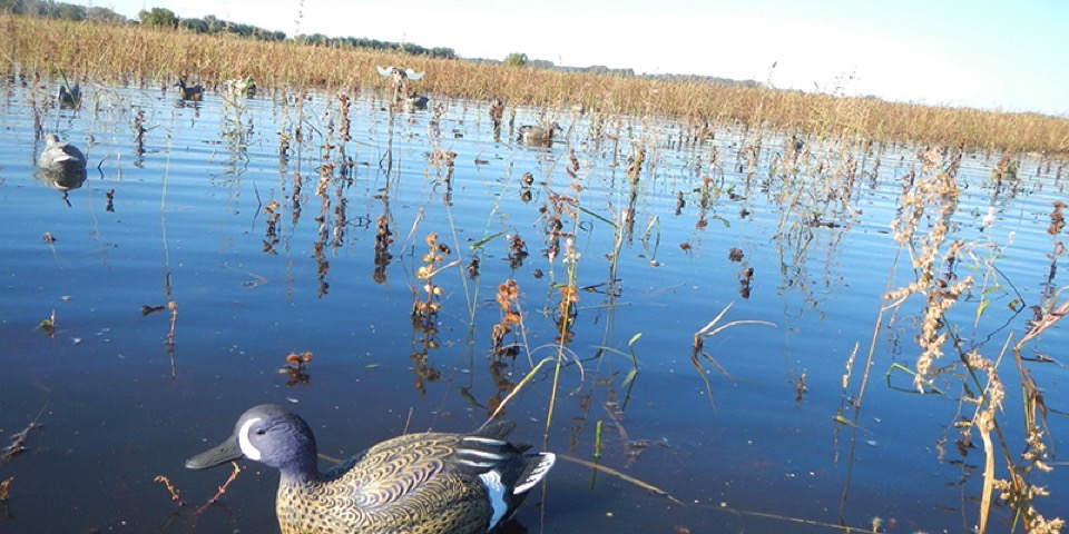 Duck Decoys: A Toxic Mistake With Full Body Decoys For Waterfowl