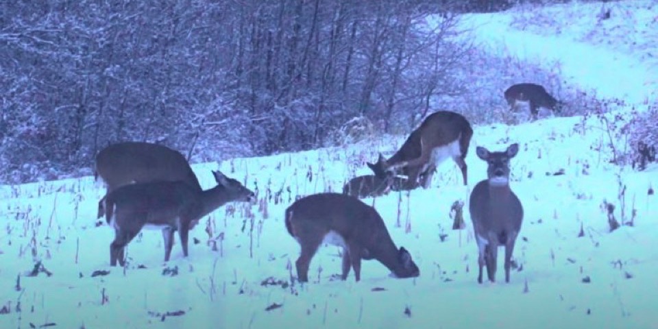 5 Approaches To Late-Season Deer Hunting