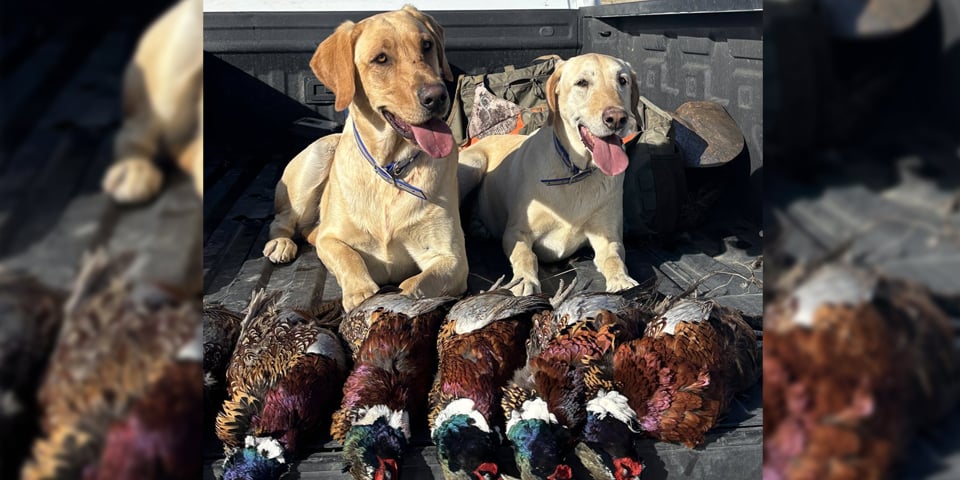 Don't Forget Those Pheasant Legs!