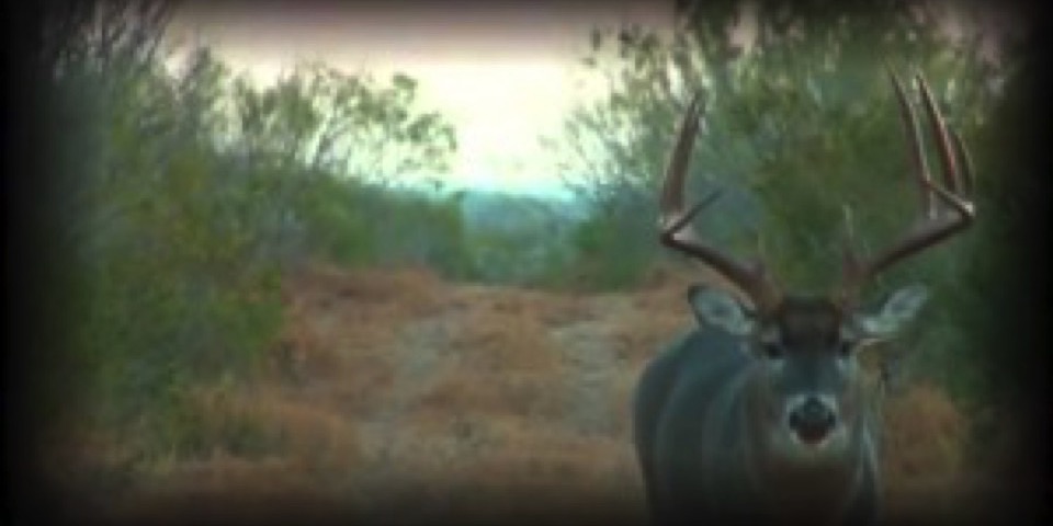 Deer Grunt Calls: Why Hunters Rarely Use Them Effectively