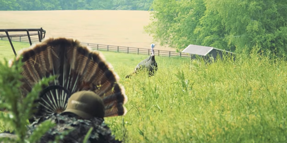 Turkey Fight - Gobbler Crosses Creek To Get To Us