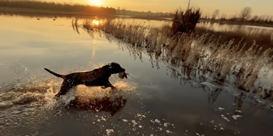 How to Care for an Aging Duck Hunting Dog